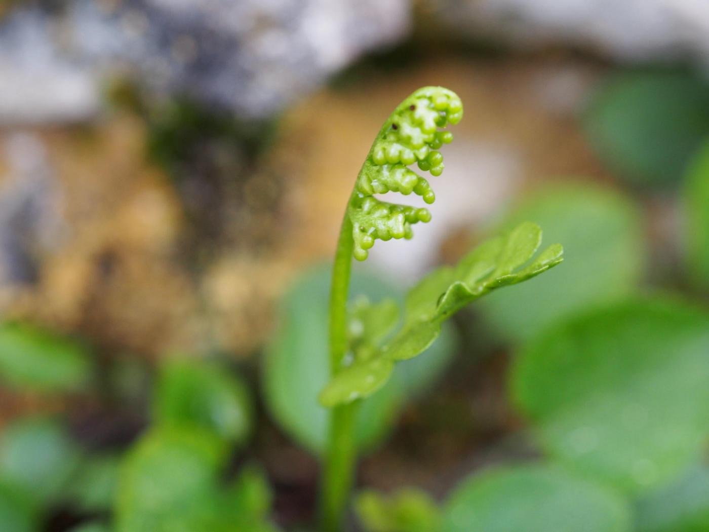 Moonwort leaf